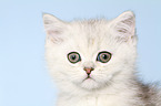 Exotic Shorthair Kitten Portrait