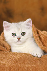 lying Exotic Shorthair Kitten