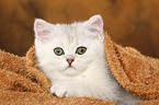 lying Exotic Shorthair Kitten