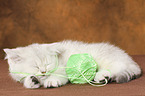 sleeping Exotic Shorthair Kitten