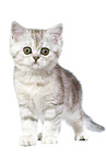 standing Exotic Shorthair Kitten