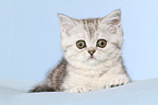 lying Exotic Shorthair Kitten