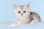 lying Exotic Shorthair Kitten