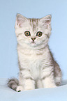 sitting Exotic Shorthair Kitten