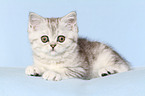 lying Exotic Shorthair Kitten