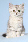 sitting Exotic Shorthair Kitten