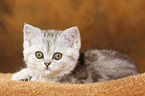 lying Exotic Shorthair Kitten