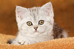 lying Exotic Shorthair Kitten