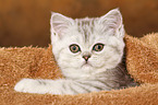 lying Exotic Shorthair Kitten