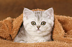 lying Exotic Shorthair Kitten