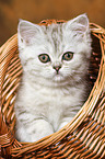 sitting Exotic Shorthair Kitten