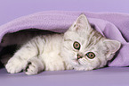 lying Exotic Shorthair Kitten