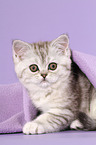 sitting Exotic Shorthair Kitten