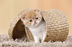 Exotic Shorthair Kitten