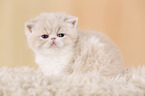 Exotic Shorthair Kitten