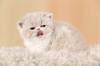 Exotic Shorthair Kitten