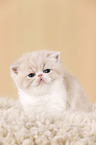 Exotic Shorthair Kitten