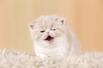 yawning Exotic Shorthair Kitten