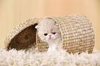 Exotic Shorthair Kitten