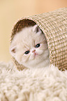 Exotic Shorthair Kitten