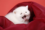 yawning Exotic Shorthair Kitten