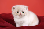 Exotic Shorthair Kitten