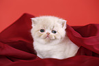 Exotic Shorthair Kitten