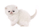 Exotic Shorthair Kitten