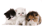 Exotic Shorthair and Persian Kitten