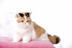 sitting Exotic Shorthair