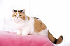 Exotic Shorthair