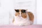 sleeping Exotic Shorthair