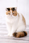 sitting Exotic Shorthair