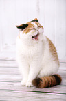 yawning Exotic Shorthair