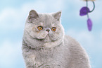 Exotic Shorthair