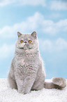 Exotic Shorthair