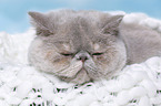 Exotic Shorthair