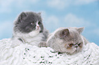 Exotic Shorthair