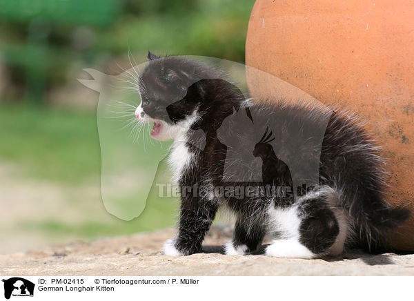German Longhair Kitten / PM-02415