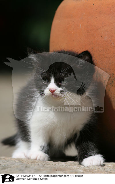 Deutsch Langhaar Ktzchen / German Longhair Kitten / PM-02417
