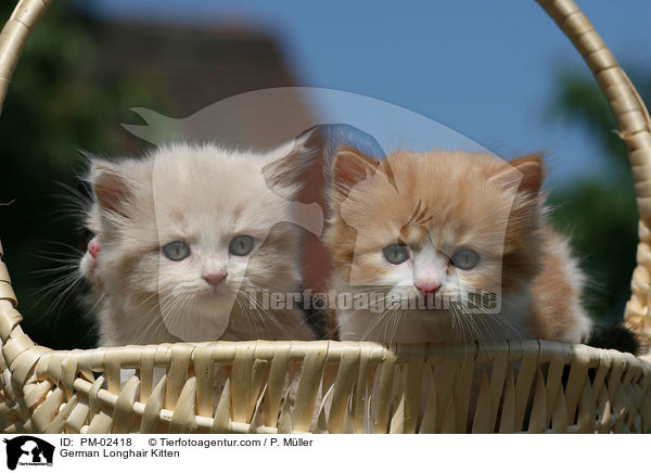 German Longhair Kitten / PM-02418