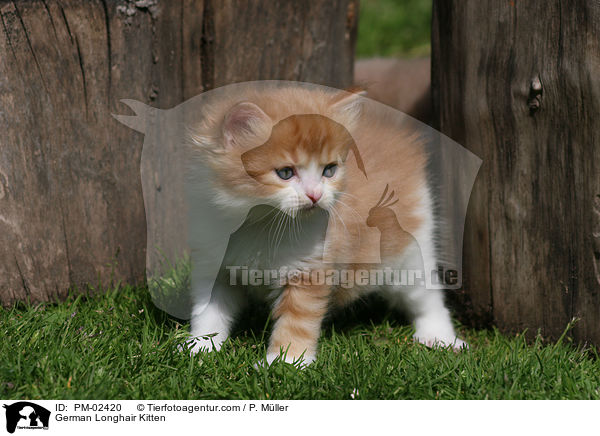 Deutsch Langhaar Ktzchen / German Longhair Kitten / PM-02420