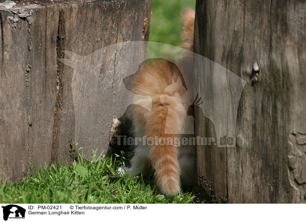 Deutsch Langhaar Ktzchen / German Longhair Kitten / PM-02421