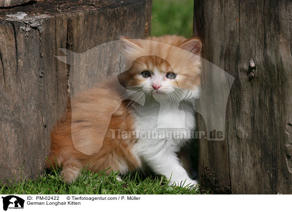 German Longhair Kitten / PM-02422