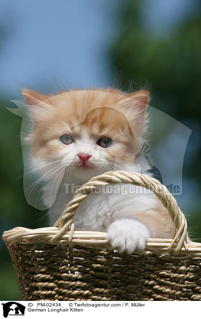 Deutsch Langhaar Ktzchen / German Longhair Kitten / PM-02434