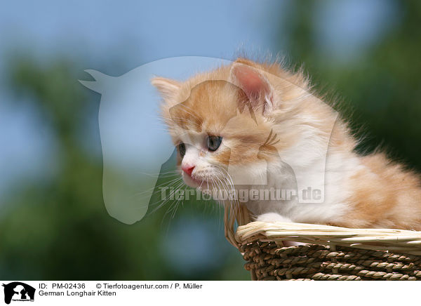 Deutsch Langhaar Ktzchen / German Longhair Kitten / PM-02436