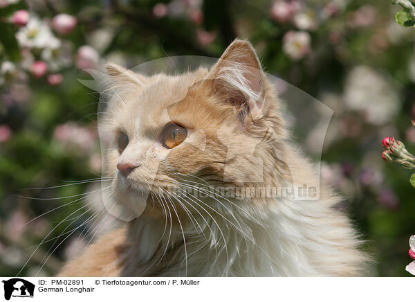 Deutsch Langhaar / German Longhair / PM-02891