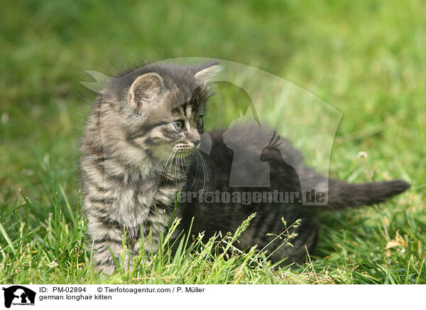 german longhair kitten / PM-02894