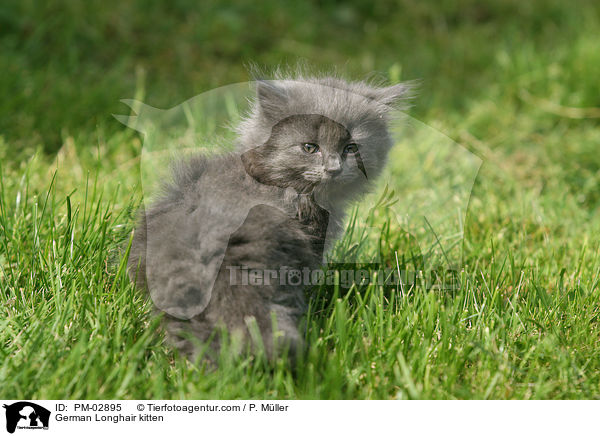 German Longhair kitten / PM-02895