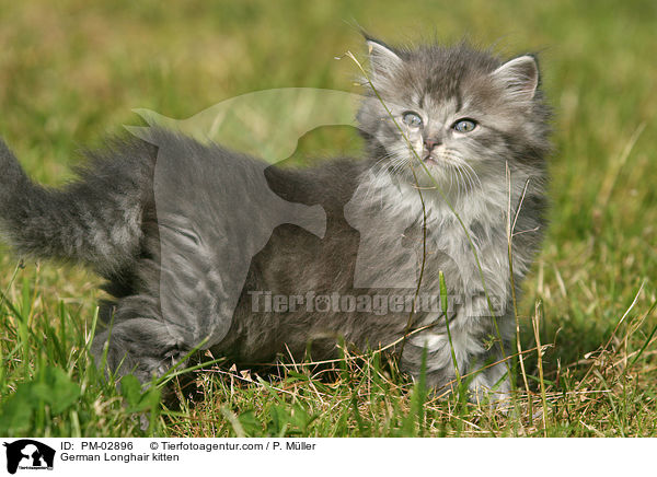 Deutsch Langhaar Ktzchen / German Longhair kitten / PM-02896